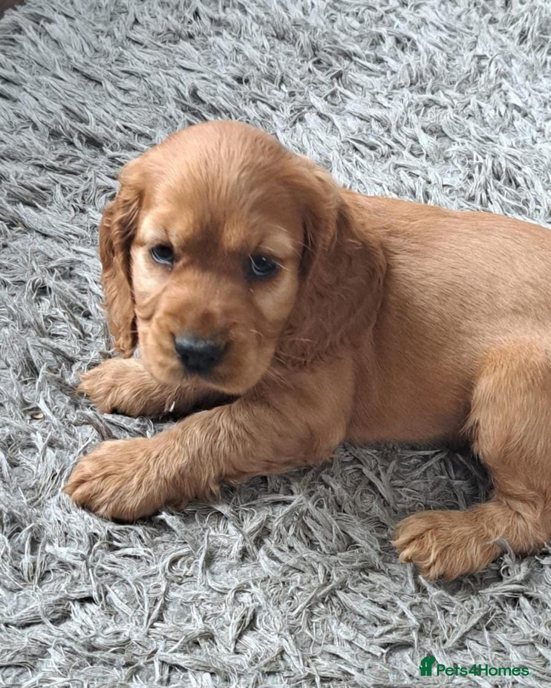 Cocker Spaniel dogs for sale: Health tested Cocker spaniel puppies - Image 5