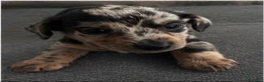 Miniature long hair Dachshund 1
