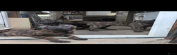 Belgian Shepherd Dog dogs for sale: Belgium mal - Advert 3