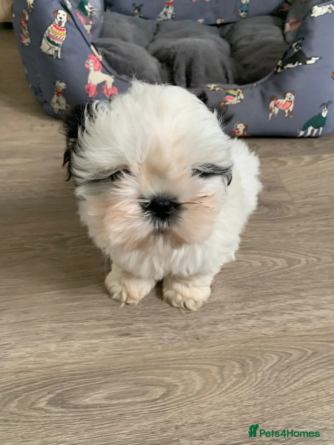 Shih Tzu dogs for sale: Beautiful puppies  - Advert 12
