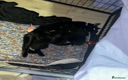 British Shorthair cats for sale: 3 beautiful kittens for sale - Image 8