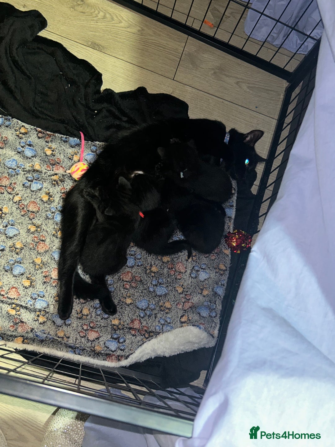 British Shorthair cats for sale: 3 beautiful kittens for sale - Image 8