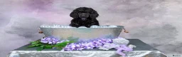 Standard Poodle dogs for sale: Showbred Standard Poodle Puppies - Advert 9
