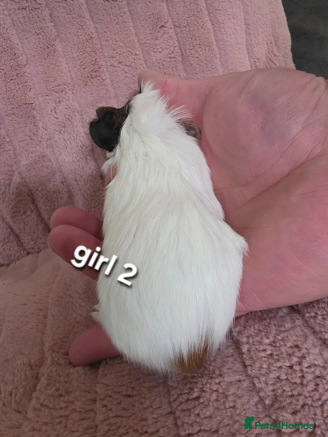 Guinea Pig rodents for sale: Guneapigs  in Saint Helens - Advert 4