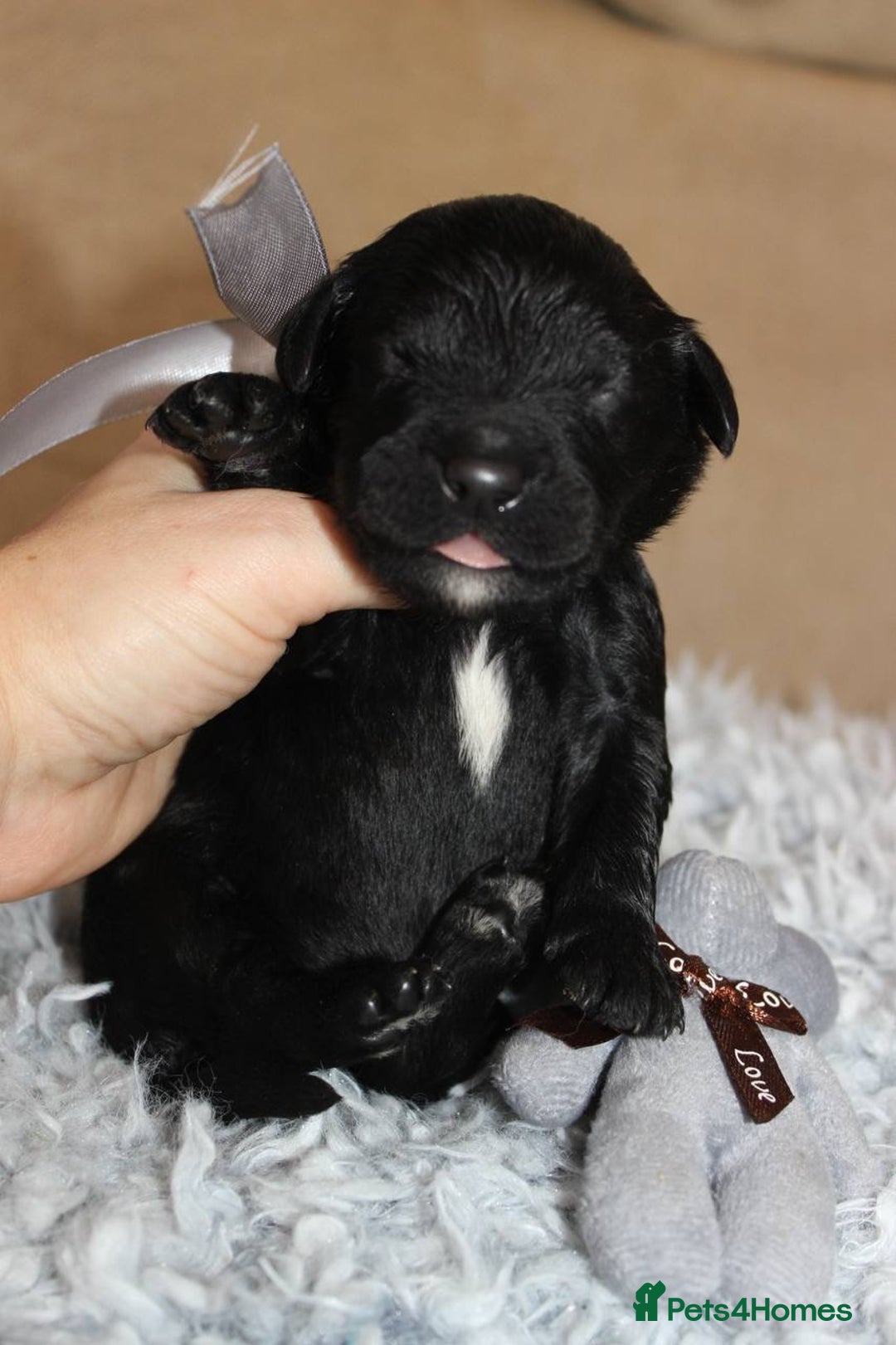 Goldendoodle dogs for sale: F1 Goldendoodle black Puppies - Advert 26