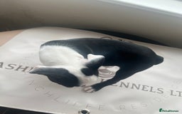 Boston Terrier dogs for sale: How is she the last puppy she’s perfect!  - Image 18