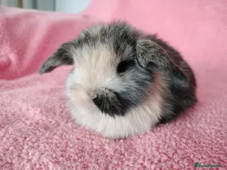 Mini Lop rabbits Baby mini lops for sale - Advert 16