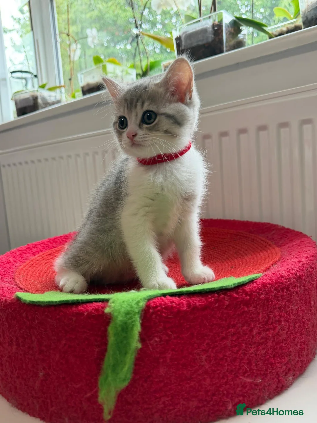 British Shorthair cats for sale: British shorthair kittens - Advert 40