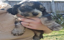 Cockapoo dogs for sale: Cockapoo puppies, ready to leave today.  in Otley - Image 14