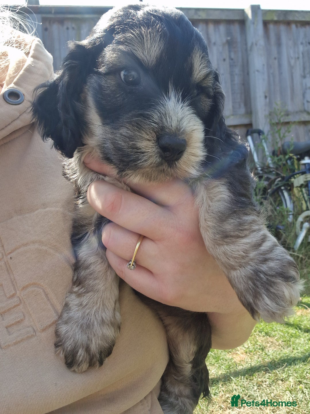 Cockapoo dogs for sale: Cockapoo puppies, ready to leave today.  in Otley - Image 14