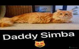 Persian cats for sale: Mink coloured Persian Mixed boys - Image 22