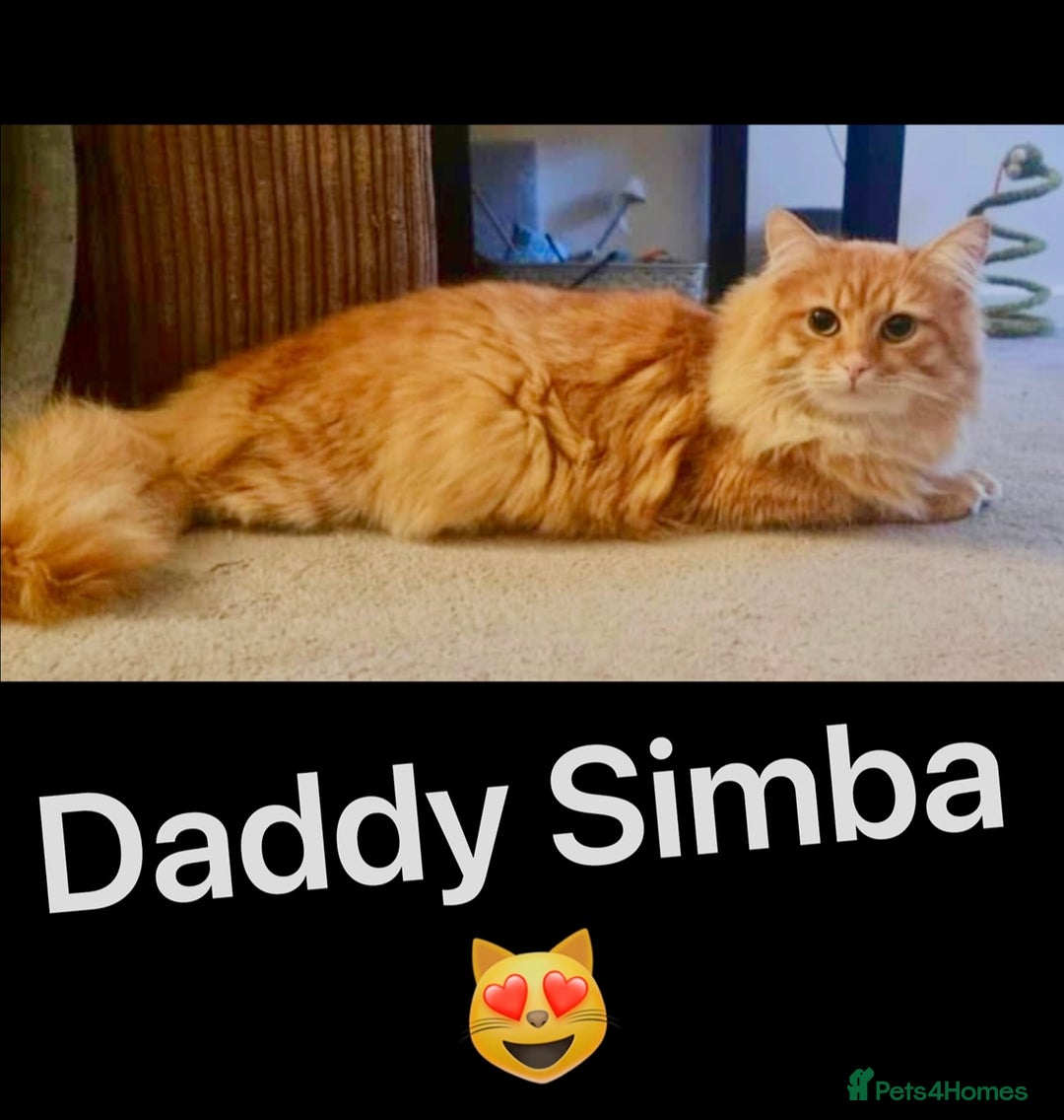 Persian cats for sale: Mink coloured Persian Mixed boys - Image 22