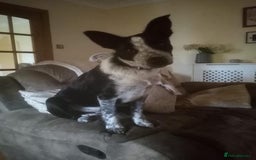 Border Collie dogs for sale: Border collie looking for new home - Image 6