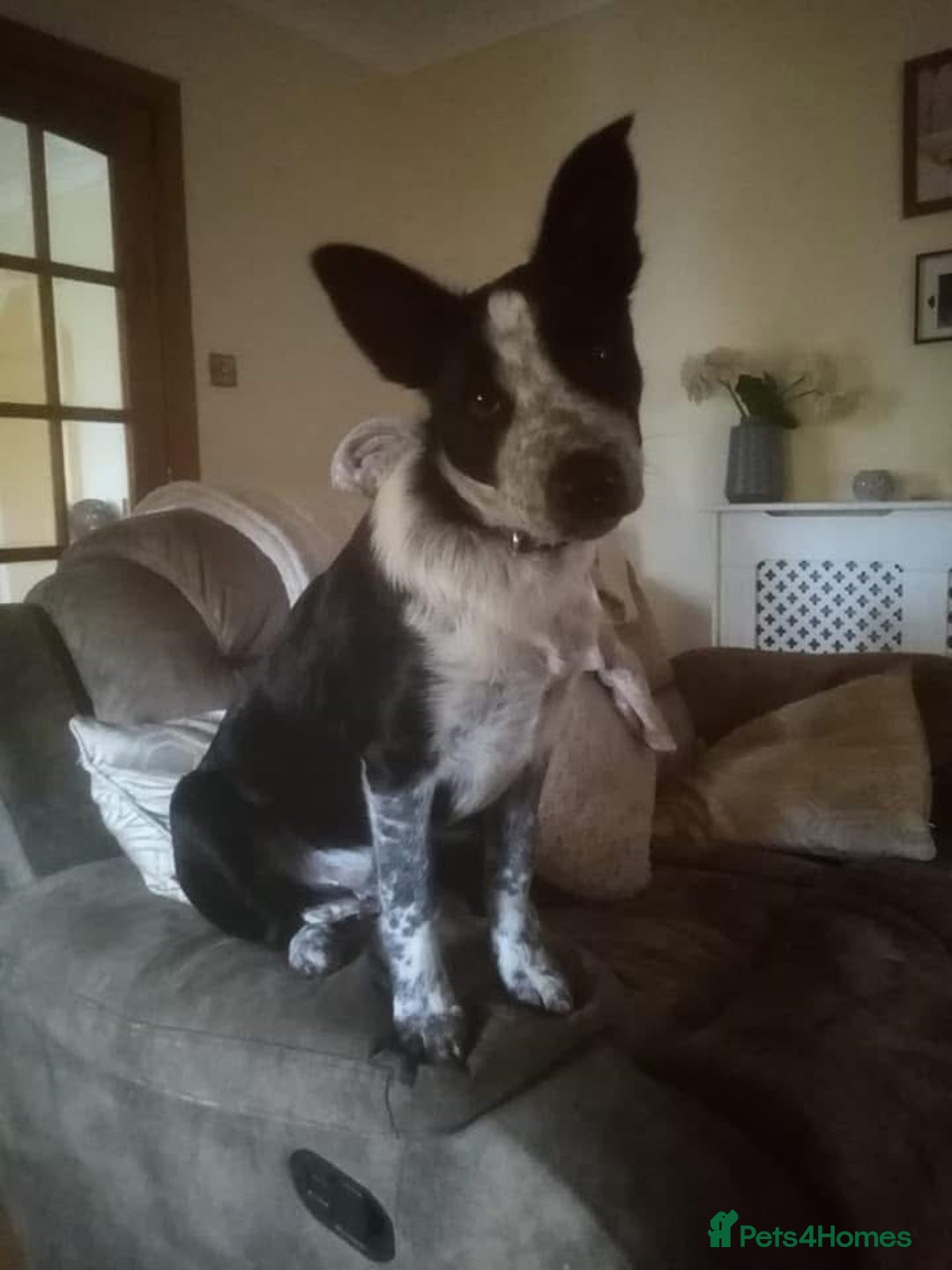 Border Collie dogs for sale: Border collie looking for new home - Image 6