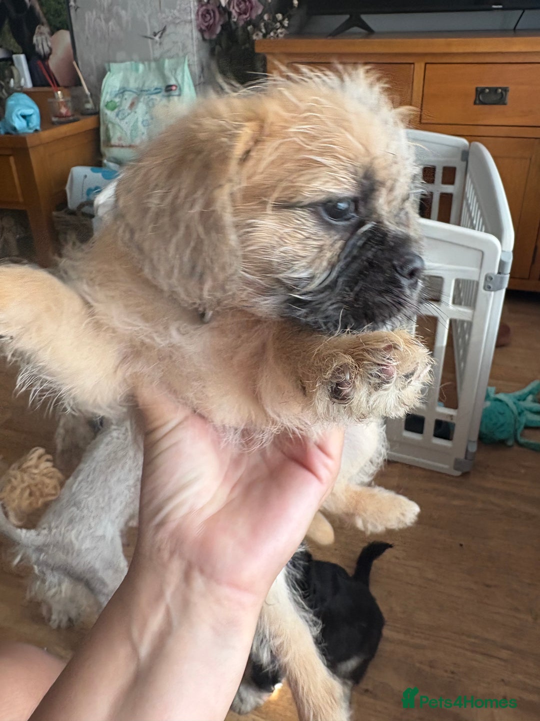 Mixed Breed dogs for sale: Beautiful Froodle pups dad pink carrier - Image 5