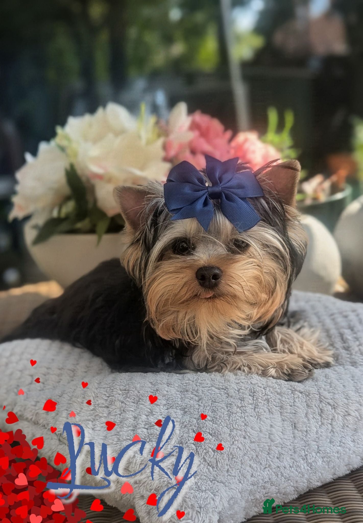 Yorkshire Terrier dogs 👉Yorkshire Terrier Pups–KC Lines, Health Checked - Advert 8