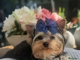 Yorkshire Terrier dogs 👉Yorkshire Terrier Pups–KC Lines, Health Checked - Advert 2