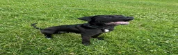 Cane Corso dogs for sale: 3 year old Cane Corso called Ryuk in Birmingham - Advert 1