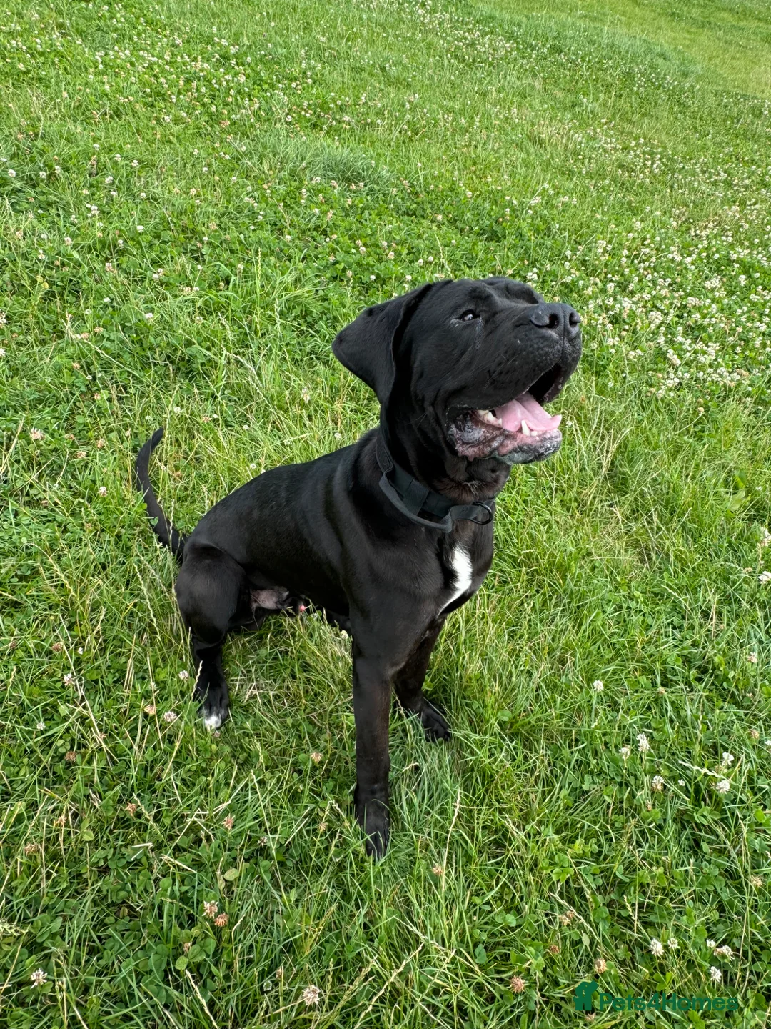 Cane Corso dogs for sale: 3 year old Cane Corso called Ryuk in Birmingham - Advert 1