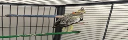 Cockatiels birds for sale: Cockatiels  - Advert 4