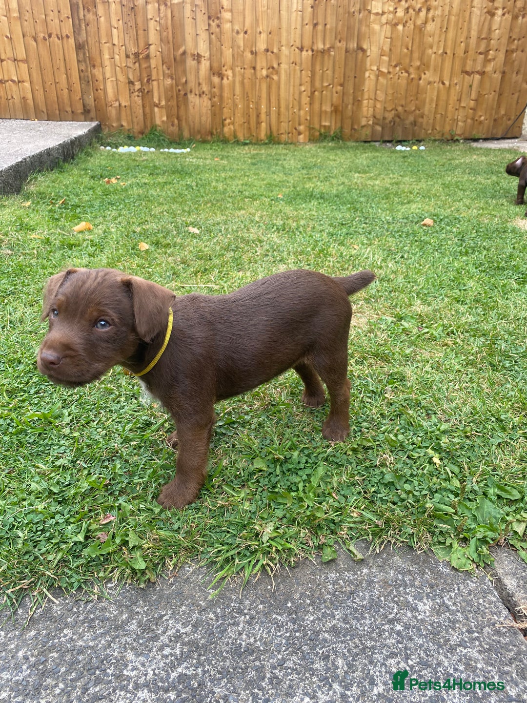 Patterdale Terrier dogs for sale: ⭐️PATTERDALE TERRIER PUPPIES  - Image 21