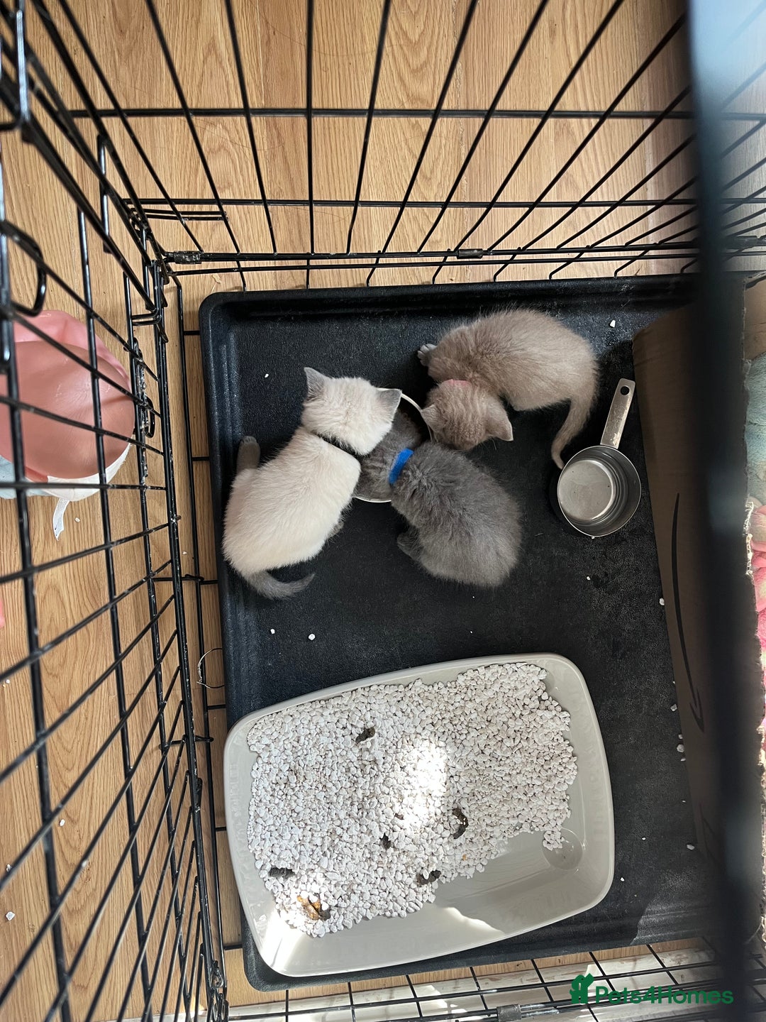 Mixed Breed cats for sale: Beautiful Ragdoll x BSH kittens for sale! - Image 10