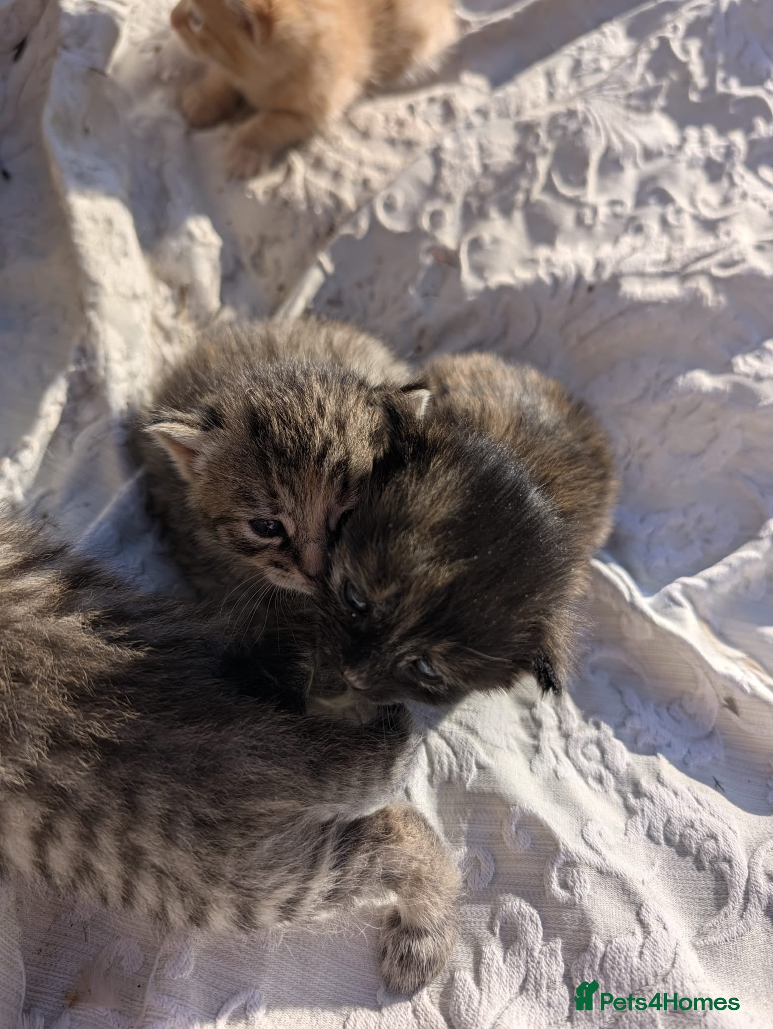 Domestic Shorthair cats 2 boys and 3 girls ginger in a separate listing. - Advert 2