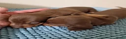 Dachshund dogs for sale: KC reg Standard Dachshund Puppies - Advert 29