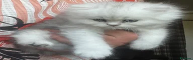 Persian 1