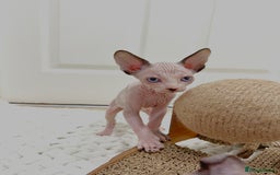 Sphynx cats for sale: Beautiful Pure Sphynx Kittens – Ready Now! - Image 24