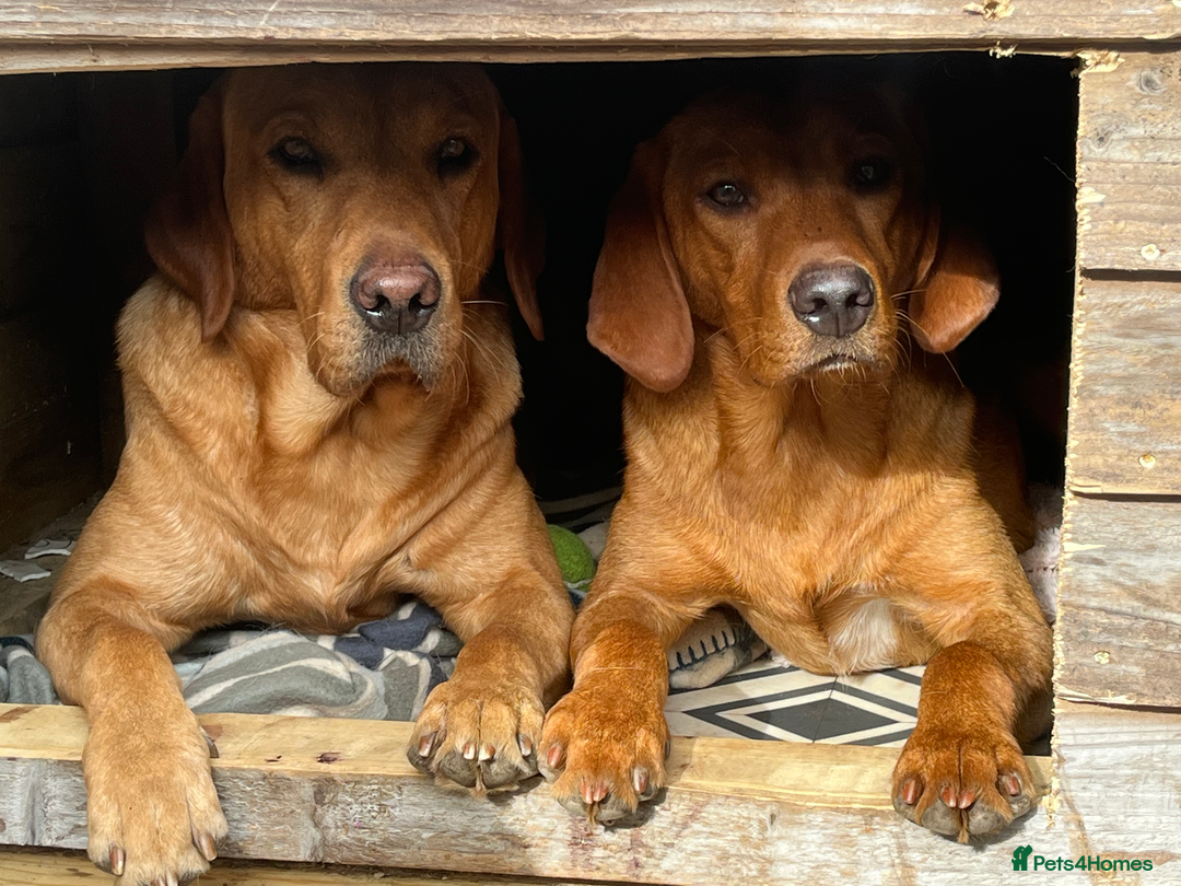 Labrador Retriever dogs for stud: Labrador stud boys in Saltburn-by-the-Sea - Image 6