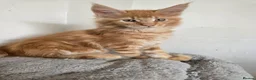 Maine Coon cats for sale: Full Mainecoon beautiful kittens  - Advert 20