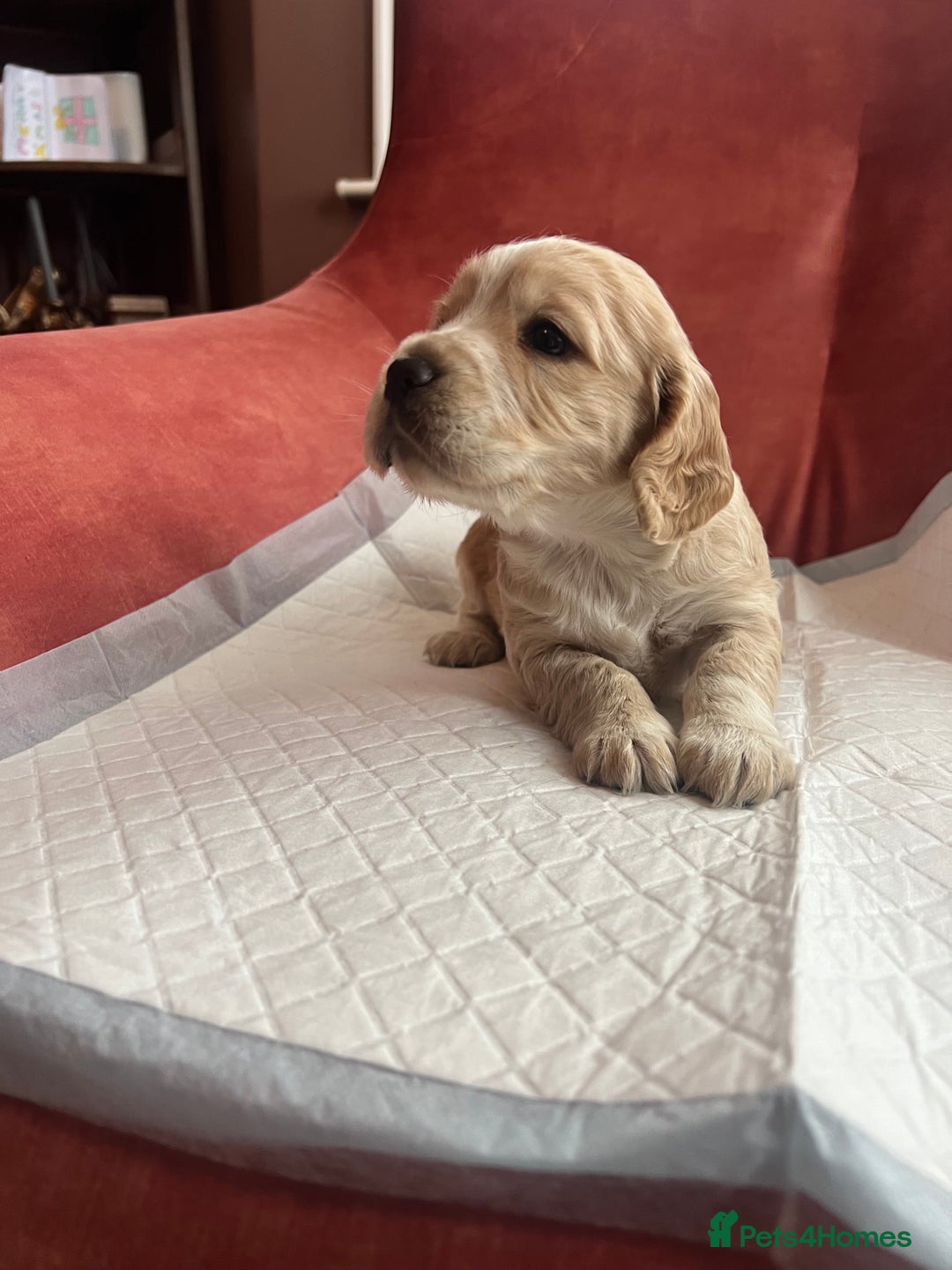 Cocker Spaniel dogs for sale: Beautiful Working Type Cocker Spaniel Pups - Advert 6