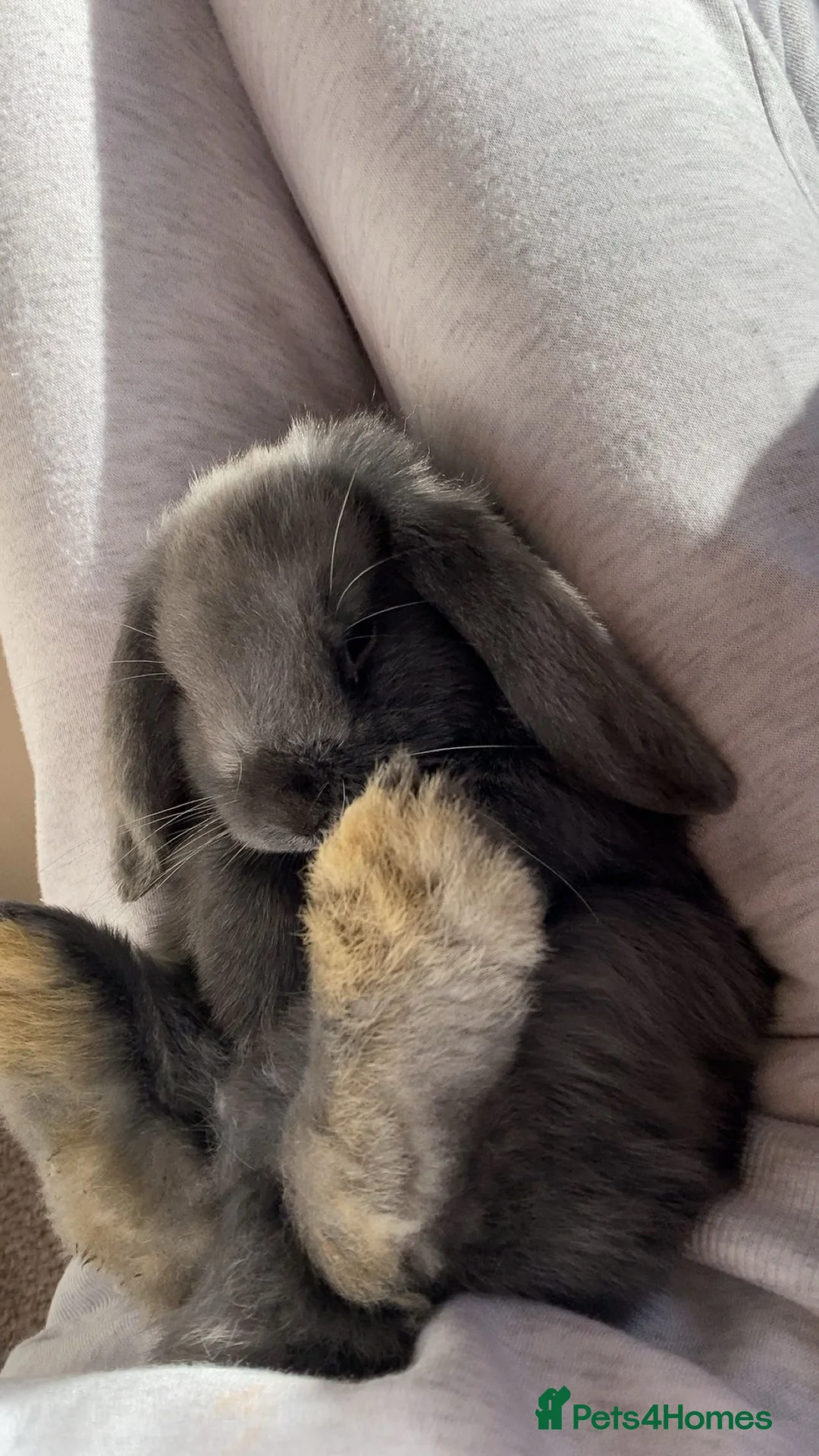 Mini Lop rabbits for sale: Mini lop bunny  - Advert 4