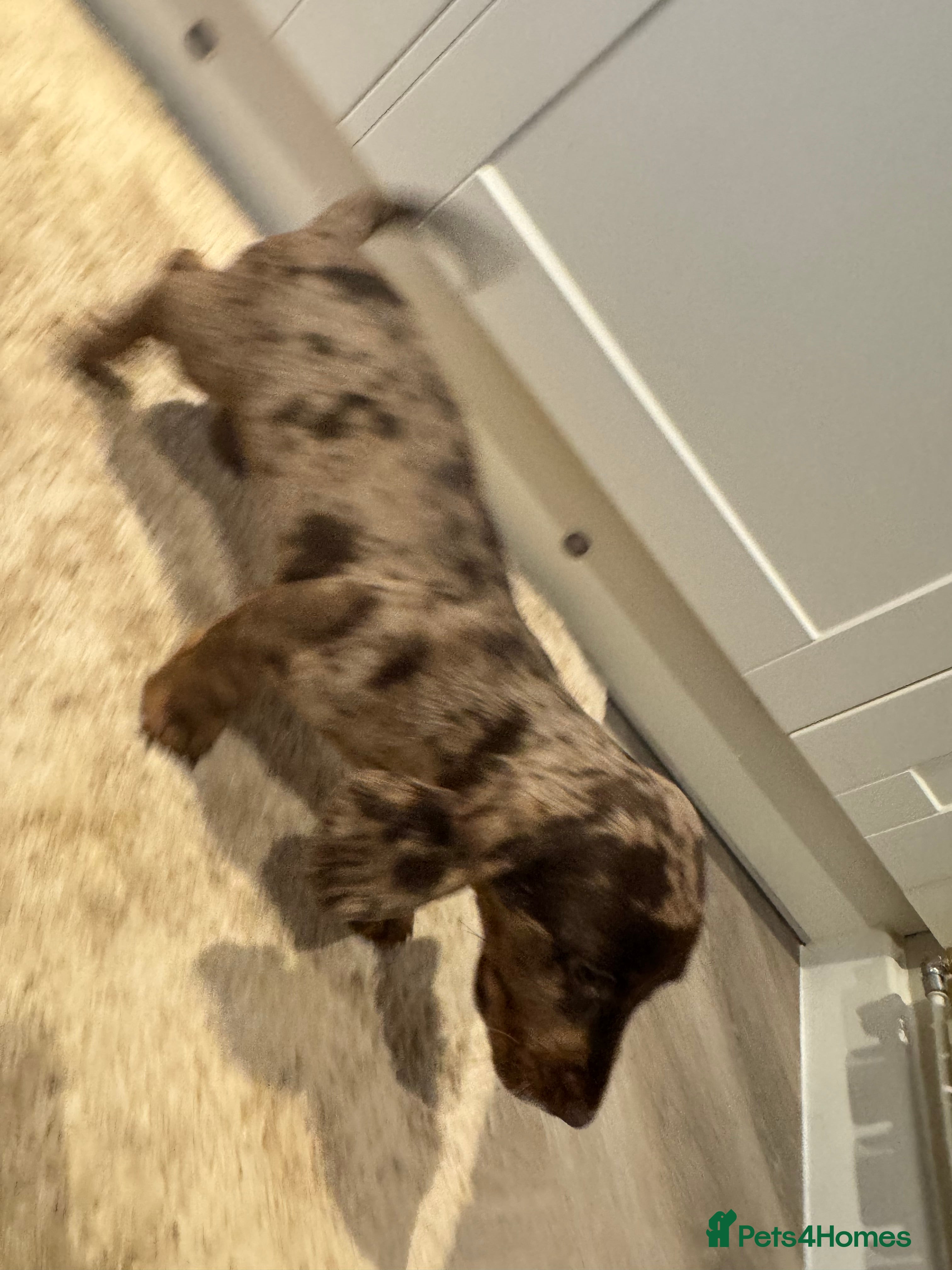 Cocker Spaniel dogs Four gorgeous playful cocker spaniels  - Advert 1