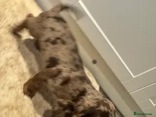 Cocker Spaniel dogs Four gorgeous playful cocker spaniels - Advert 1