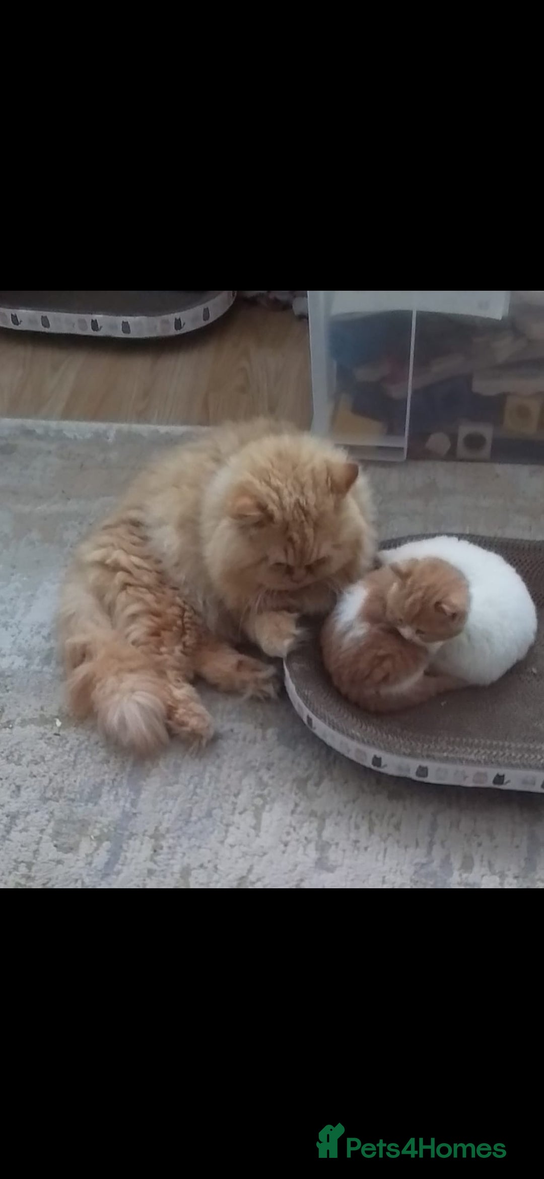 British Longhair cats for stud: British Longhair for Stud - Advert 16