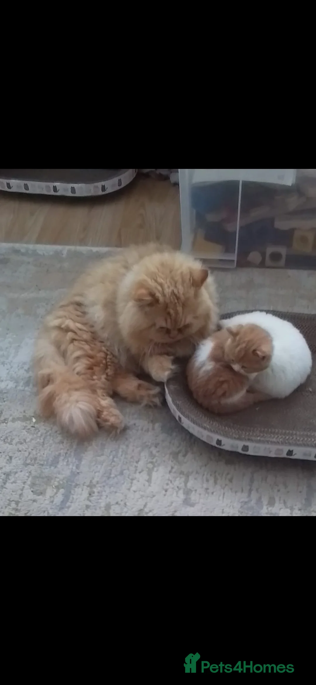 British Longhair cats for stud: British Longhair for Stud - Advert 16