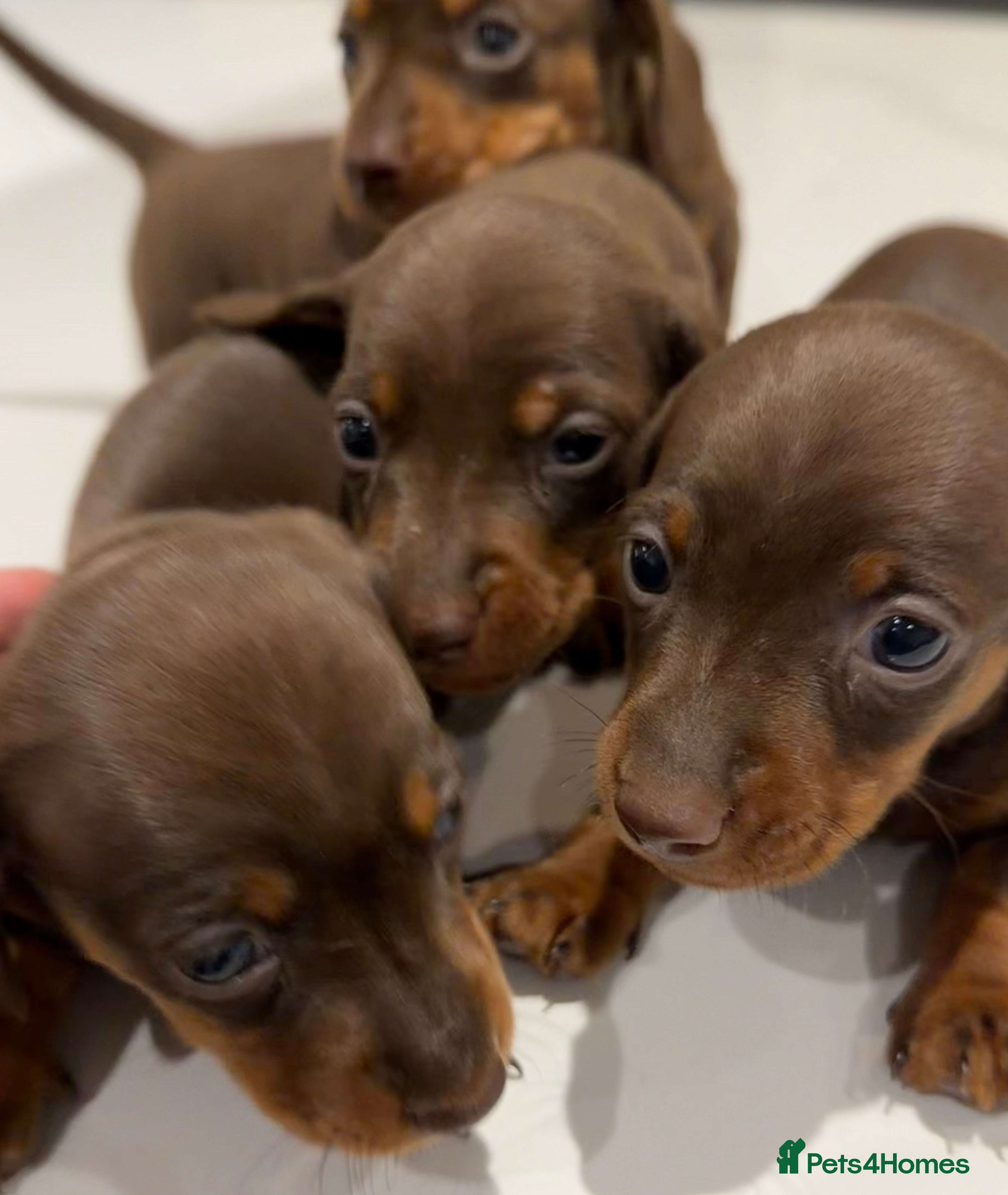 Dachshund dogs Kc registered mini dachshunds  🐶 - Advert 9