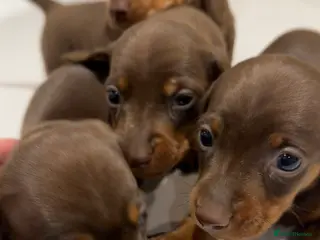 Dachshund dogs Kc registered mini dachshunds 🐶 - Advert 9