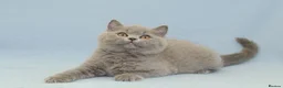 British Shorthair cats for sale: British Shorthair Kittens - Advert 4