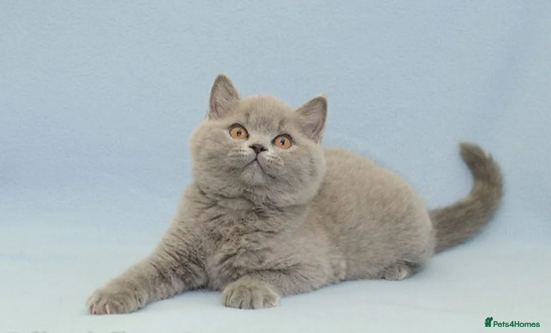 British Shorthair cats for sale: British Shorthair Kittens - Advert 4