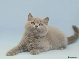 British Shorthair cats British Shorthair Kittens - Advert 2