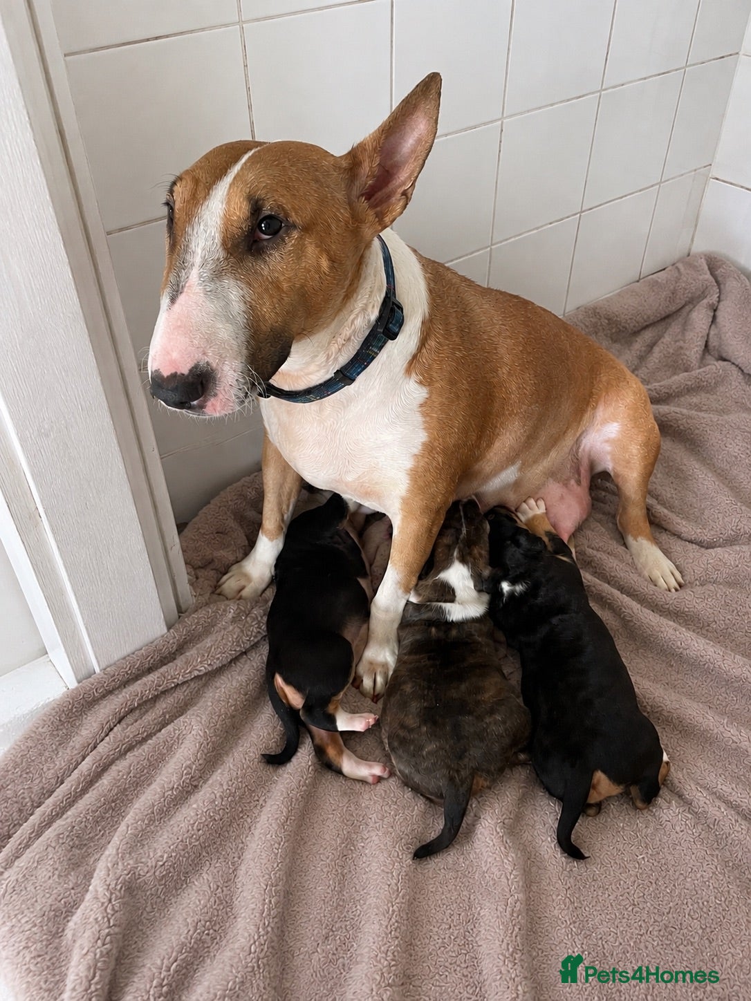 English Bull Terrier dogs English bull terrier puppies for sale - Advert 1