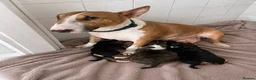 English Bull Terrier dogs for sale: English bull terrier puppies for sale - Advert 2