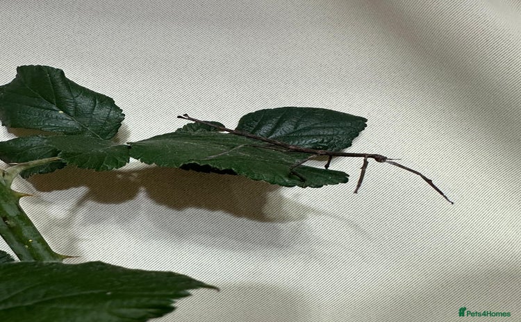 Stick Insects invertebrates - Advert 2