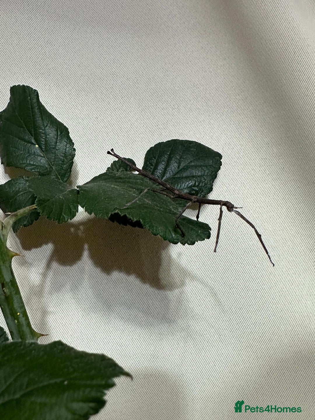 Stick Insects invertebrates for sale: Stick insects. Macleays spectre and red winged - Image 1