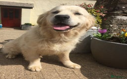 Golden Retriever dogs for sale: K. C stunning Puppies  - Image 6