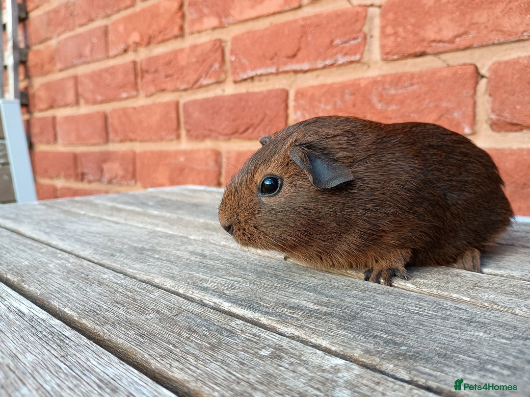 Guinea Pig rodents for sale: Gorgeous baby guinea pig brothers  - Image 6
