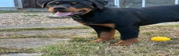 Rottweiler dogs for sale: Rottweiler puppies for show & breeding - Advert 18